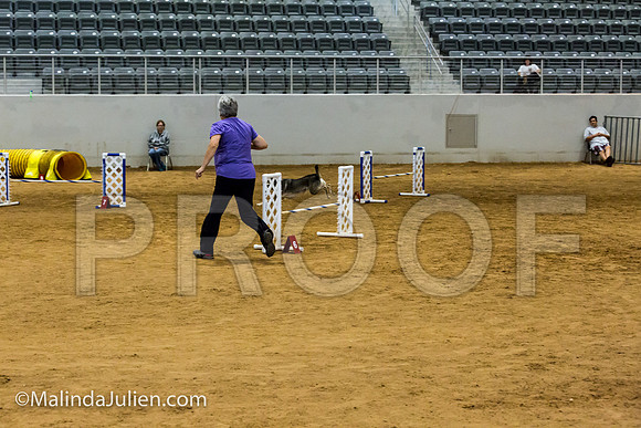 Agility JWW Nov 16 Sat All American Dog Bacon-JJJ_3236-ACDCA2018-HR3