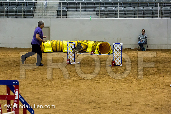 Agility JWW Nov 16 Sat All American Dog Bacon-JJJ_3242-ACDCA2018-HR3