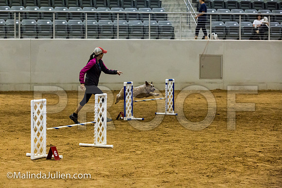 Agility JWW Nov 16 Sat Australian Cattle Dog Sin-JJJ_3348-ACDCA2018-HR3