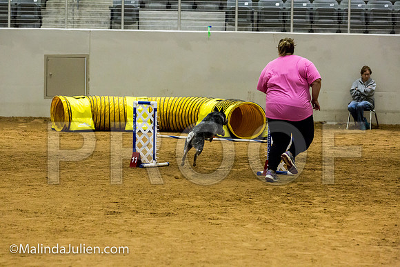 Agility JWW Nov 16 Sat Australian Cattle Dog Stella-JJJ_3319-ACDCA2018-HR3