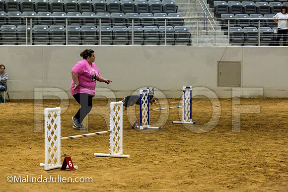 Agility JWW Nov 16 Sat Australian Cattle Dog Stella-JJJ_3325-ACDCA2018-HR3