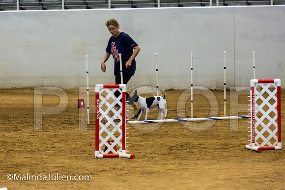Agility JWW Nov 16 Sat Rat Terrier Bess-JJJ_3268-ACDCA2018-HR3