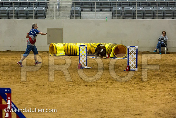 Agility JWW Nov 16 Sat Shetland Sheepdog Xi-JJJ_3374-ACDCA2018-HR3