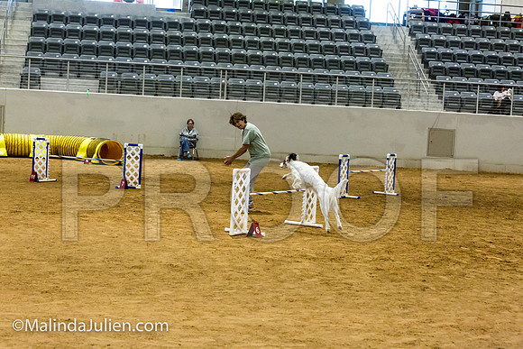 Agility JWW Nov 20 Sat English Setter Piper-JJJ_3393-ACDCA2018-HR3