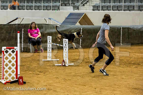 Agility JWW Nov 24 Sat All American Dog Kershaw-JJJ_3429-ACDCA2018-HR3
