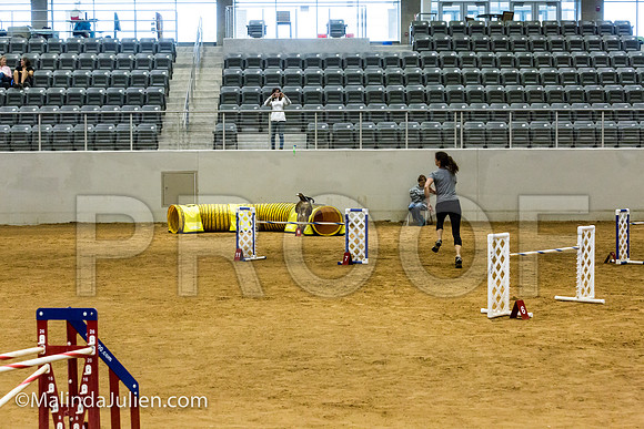 Agility JWW Nov 24 Sat All American Dog Kershaw-JJJ_3439-ACDCA2018-HR3