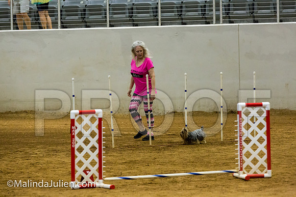 Agility JWW Nov 4 Sat Yorkshire Terrier Opie-JJJ_3159-ACDCA2018-HR3