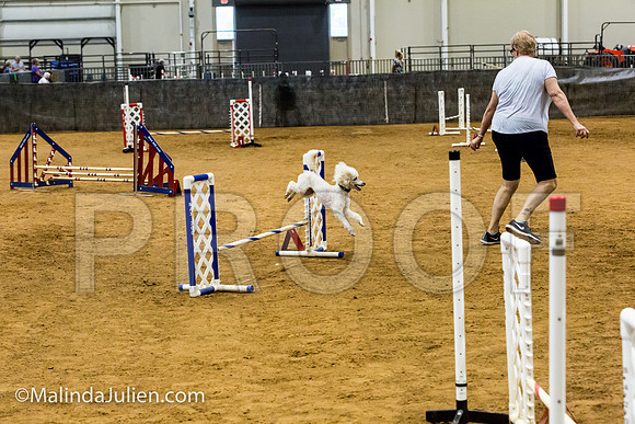 Agility JWW Open 12 Sat Poodle Virgil-JJJ_2693-ACDCA2018-HR3