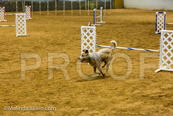 Agility JWW Open 20 Sat Australian Cattle Dog Addie-JJJ_2768-ACDCA2018-HR3