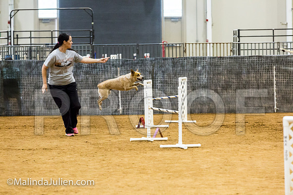 Agility JWW Open 20 Sat Australian Cattle Dog Gator-JJJ_2973-ACDCA2018-HR3