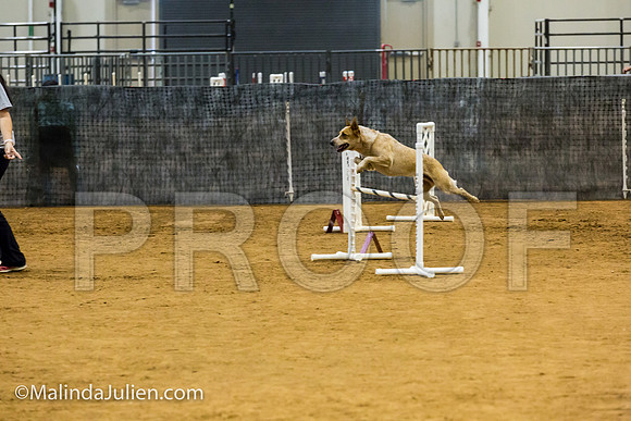 Agility JWW Open 20 Sat Australian Cattle Dog Gator-JJJ_2975-ACDCA2018-HR3