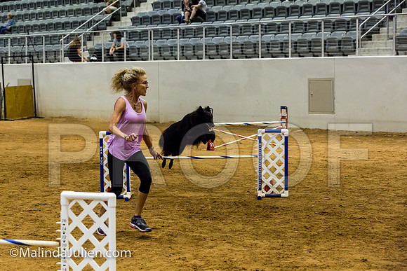 Agility JWW Open 20 Sat Belgian Sheepdog Tilly-JJJ_3071-ACDCA2018-HR3