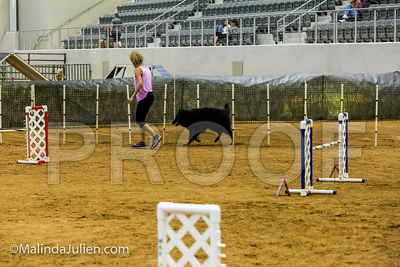 Agility JWW Open 20 Sat Belgian Sheepdog Tilly-JJJ_3077-ACDCA2018-HR3