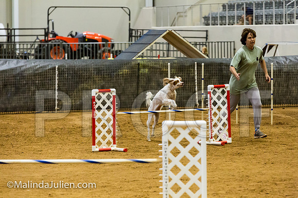 Agility JWW Open 20 Sat English Setter Kramor-JJJ_2812-ACDCA2018-HR3