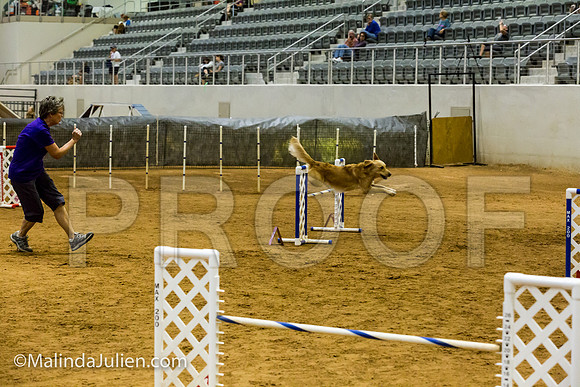 Agility JWW Open 20 Sat Golden Retriever Reggie-JJJ_2943-ACDCA2018-HR3