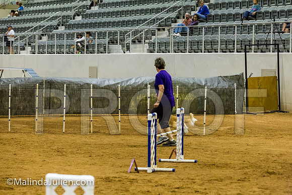 Agility JWW Open 20 Sat Golden Retriever Reggie-JJJ_2950-ACDCA2018-HR3