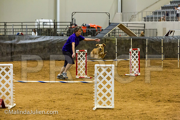 Agility JWW Open 20 Sat Golden Retriever Reggie-JJJ_2955-ACDCA2018-HR3