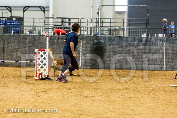 Agility JWW Open 20 Sat Golden Retriever Sig-JJJ_2998-ACDCA2018-HR3