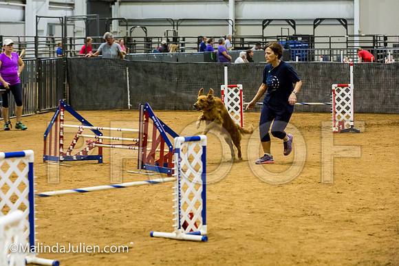 Agility JWW Open 20 Sat Golden Retriever Sig-JJJ_3003-ACDCA2018-HR3