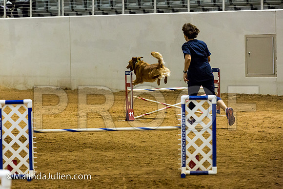 Agility JWW Open 20 Sat Golden Retriever Sig-JJJ_3016-ACDCA2018-HR3