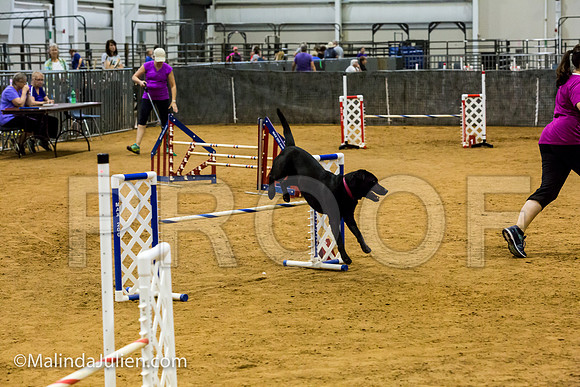 Agility JWW Open 20 Sat Labrador Retriever Quinn-JJJ_2869-ACDCA2018-HR3