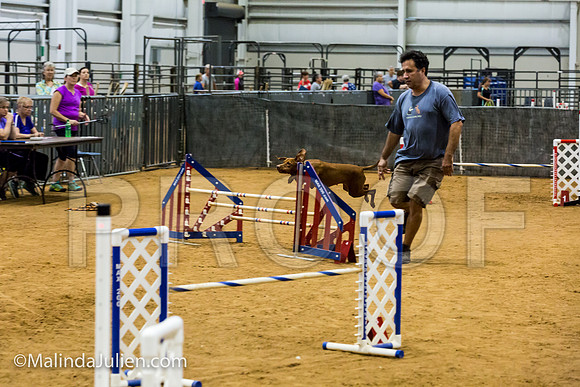 Agility JWW Open 20 Sat Vizsla Zola-JJJ_2829-ACDCA2018-HR3