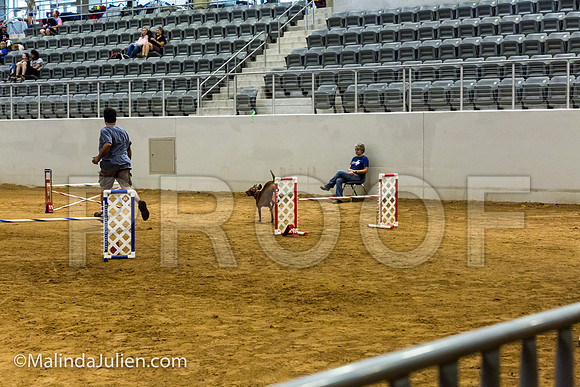Agility JWW Open 20 Sat Vizsla Zola-JJJ_2838-ACDCA2018-HR3