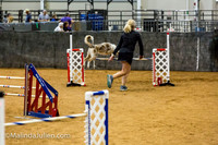 Agility JWW Open 24 Sat Border Collie Ranger