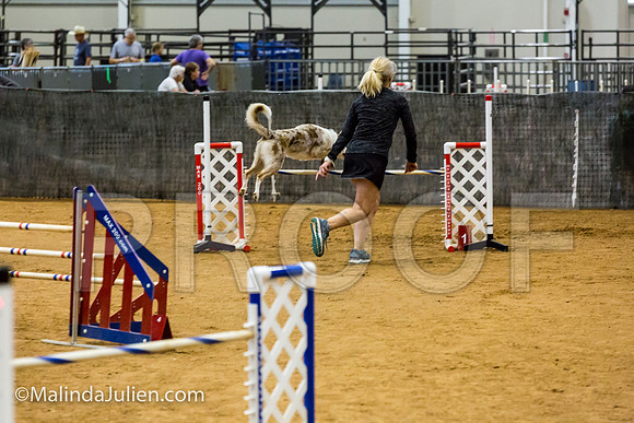 Agility JWW Open 24 Sat Border Collie Ranger-JJJ_3094-ACDCA2018-HR3