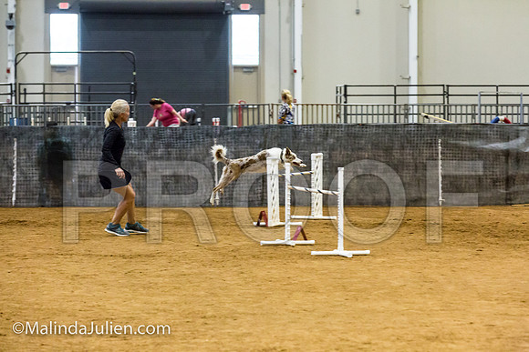 Agility JWW Open 24 Sat Border Collie Ranger-JJJ_3096-ACDCA2018-HR3