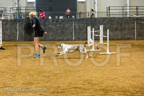 Agility JWW Open 24 Sat Border Collie Ranger-JJJ_3101-ACDCA2018-HR3
