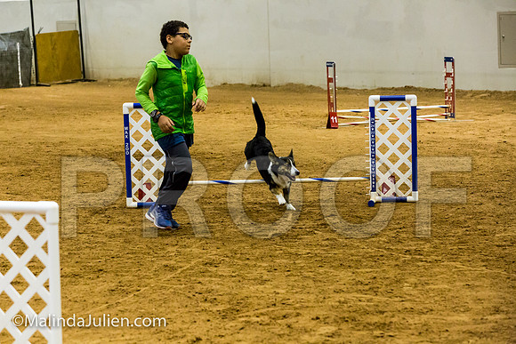 Agility JWW Opn 8 Sat Corgi Wall-e-JJJ_2661-ACDCA2018-HR3