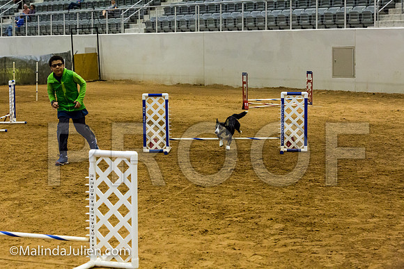 Agility JWW Opn 8 Sat Corgi Wall-e-JJJ_2667-ACDCA2018-HR3