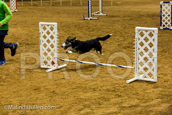 Agility JWW Opn 8 Sat Corgi Wall-e-JJJ_2668-ACDCA2018-HR3