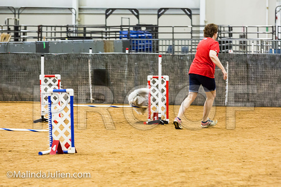 Agility JWW Prem 12 Sat Shetland Sheepdog Kimi-JJJ_8934-ACDCA2018-HR3