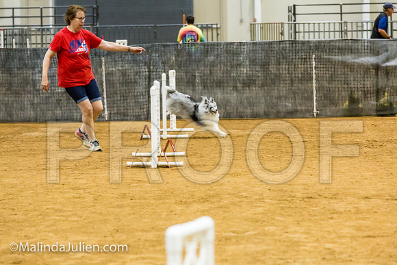 Agility JWW Prem 12 Sat Shetland Sheepdog Kimi-JJJ_8937-ACDCA2018-HR3