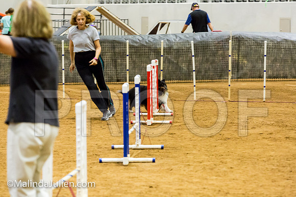 Agility JWW Prem 12 Sat Shetland Sheepdog Riley-JJJ_8917-ACDCA2018-HR3
