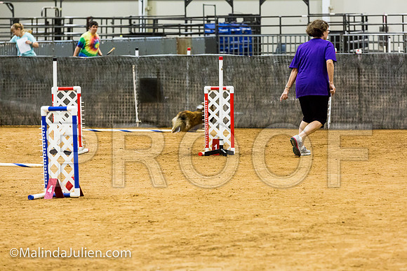 Agility JWW Prem 12 Sat Shetland Sheepdog Shelby-JJJ_8975-ACDCA2018-HR3