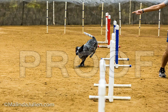 Agility JWW Prem 16 Sat Australian Cattle Dog Allie-JJJ_9028-ACDCA2018-HR3