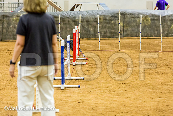 Agility JWW Prem 16 Sat Australian Cattle Dog Allie-JJJ_9042-ACDCA2018-HR3