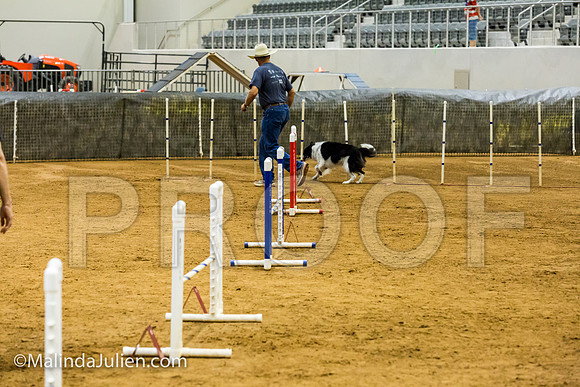 Agility JWW Prem 16 Sat Border Collie Annie-JJJ_9149-ACDCA2018-HR3