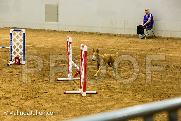 Agility JWW Prem 16 Sat Cirneco Rico-JJJ_9175-ACDCA2018-HR3