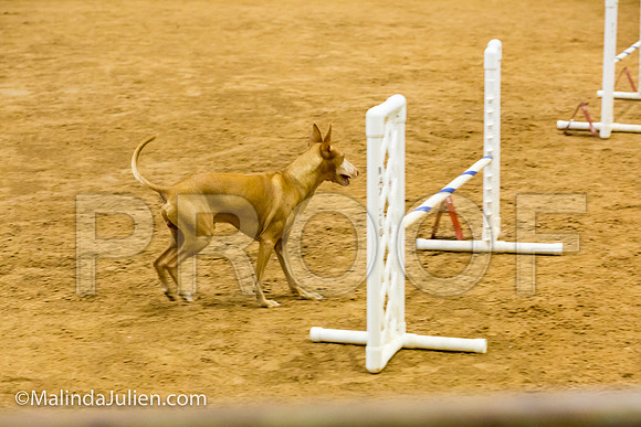 Agility JWW Prem 16 Sat Cirneco Rico-JJJ_9180-ACDCA2018-HR3