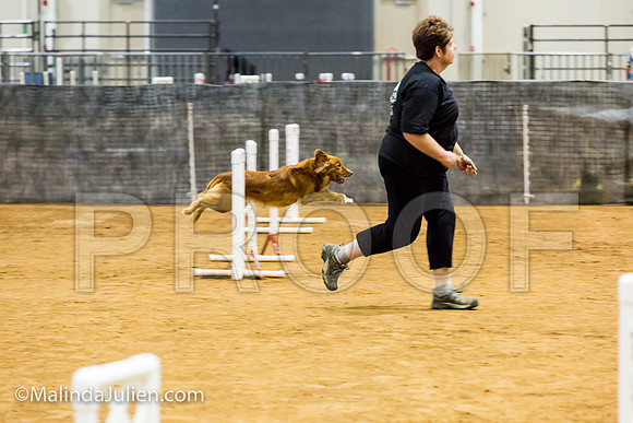 Agility JWW Prem 16 Sat Nova Scotia Duck Tolling Retriever Meri-JJJ_9104-ACDCA2018-HR3