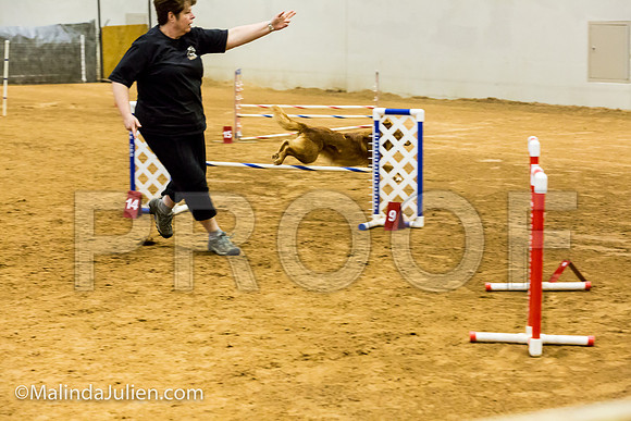 Agility JWW Prem 16 Sat Nova Scotia Duck Tolling Retriever Meri-JJJ_9111-ACDCA2018-HR3