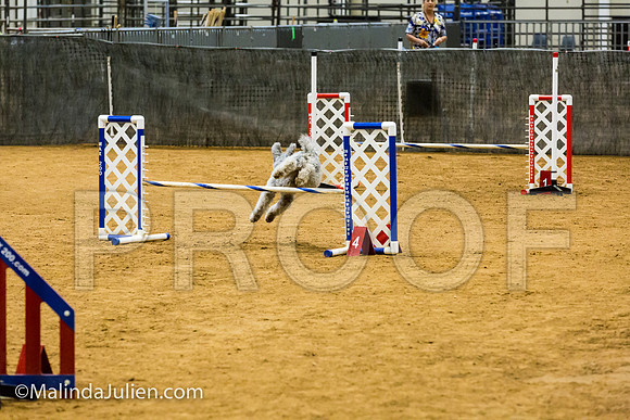 Agility JWW Prem 16 Sat Pumi Borsi-JJJ_9056-ACDCA2018-HR3