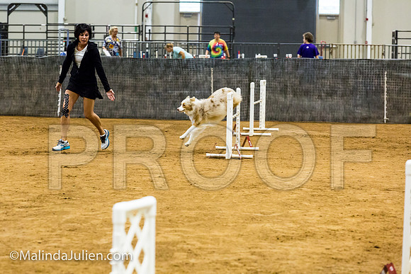 Agility JWW Prem 20 Sat Australian Shepherd River-JJJ_9246-ACDCA2018-HR3