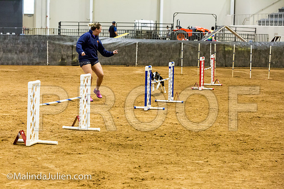 Agility JWW Prem 20 Sat Border Collie Flare-JJJ_9297-ACDCA2018-HR3