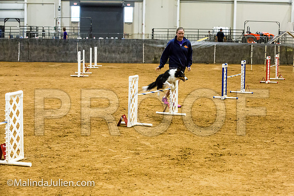 Agility JWW Prem 20 Sat Border Collie Flare-JJJ_9301-ACDCA2018-HR3