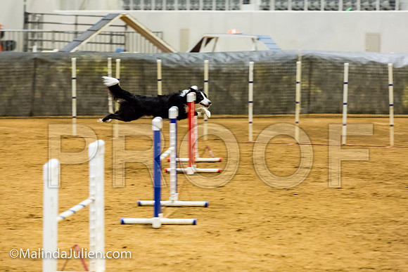 Agility JWW Prem 20 Sat Border Collie Riker-JJJ_9204-ACDCA2018-HR3